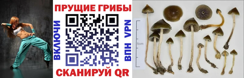 Галлюциногенные грибы Magic Shrooms  Западная Двина 